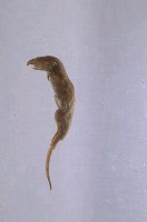 臭鼩藏品圖，第3張